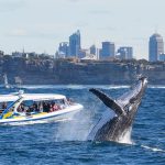 All you need to know about whale watching when visiting Sydney